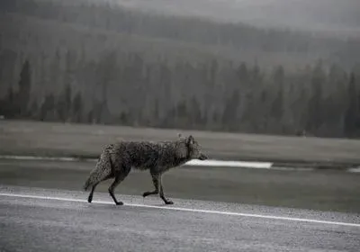 A gray wolf runs along a road on a dreary day with pine trees in the distance A gray wolf runs along a road on a dreary day with pine trees in the distance